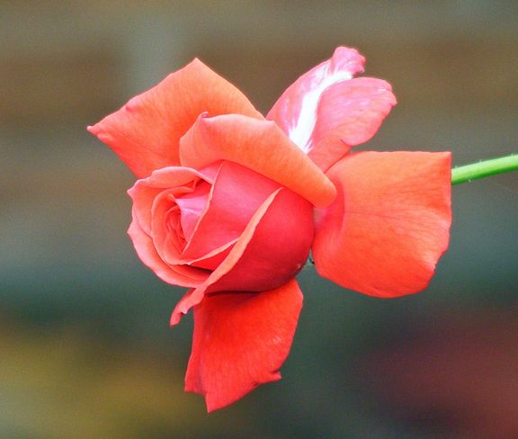 Fragrant Cloud photo fc2013_08210004_zps547b14d2.jpg